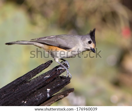 Perched adult Black-crested Titmouse (Baeolophus atricristatus) in the Texas Hill Country