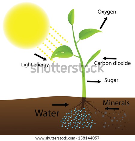 photosythesis energy Scientists in france have transformed the chemical energy generated by photosynthesis into electrical energy by developing. photosythesis energy Scientists in france have transformed the chemical energy generated by photosynthesis into electrical energy by developing.