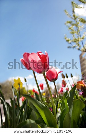 Bright pink tulips and other spring flowers bloom under a blue sky next to an office building.