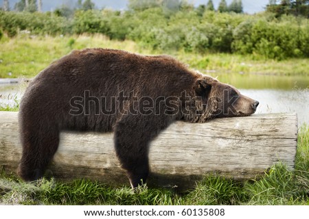 A big brown bear looks very relaxed, straddling a log and sleeping.