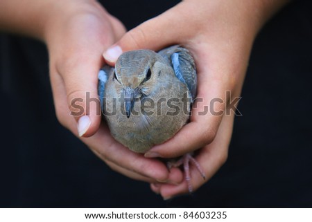 A child\'s hands are seen holding a bird (mourning dove).  The bird might have an injured wing.