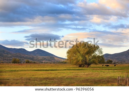 A peaceful rural scene in Utah, western United States, with a pasture, cows, tree and beautiful clouds.