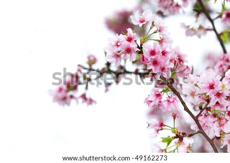 stock photo Pink cherry blossom flowers on a white background