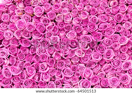 Beautiful Flower Lyrics on Stock Photo Beautiful Pink Rose Flowers 64501513 Jpg