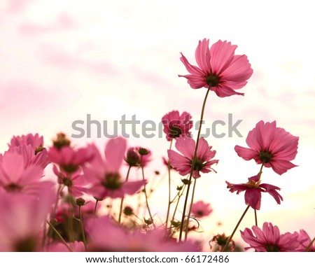 Cosmos flowers in blooming with sunset