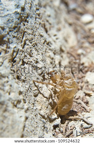 Cicada exoskeleton clinging to a wall