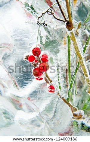 Frozen bouquet with red berries inside the ice block