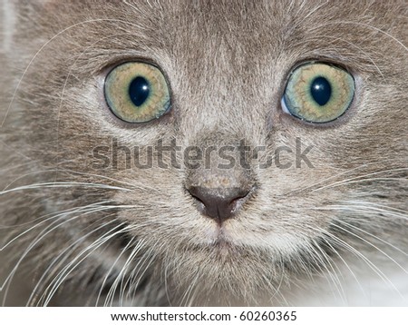 Kitten curious face