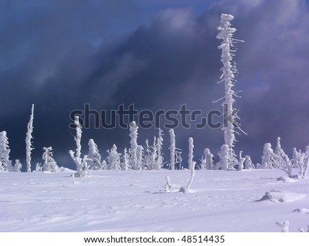 winter plan frozen torsos of trees and dark clouds