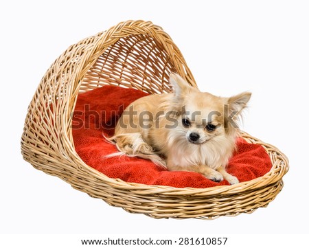 Long Hair chihuahua lying and sitting on red pillow