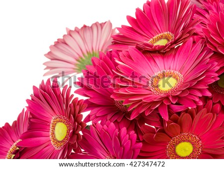 Flower gerbera bouquet isolated on white background