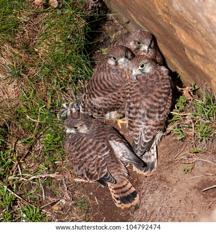 4 Kestrel Chicks just outside their nest on a cliff face Isle of Anglesey