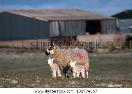 Spring Lambs in a field on the Isle of Anglesey North Wales