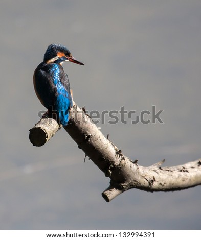 Kingfisher sitting on a tree branch in The Spinnies Nature Reserve North Wales