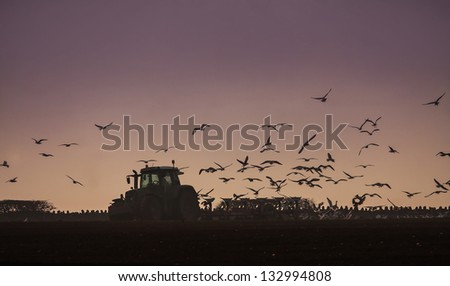 A tractor and lots of birds behind it in a field on Anglesey North Wales UK