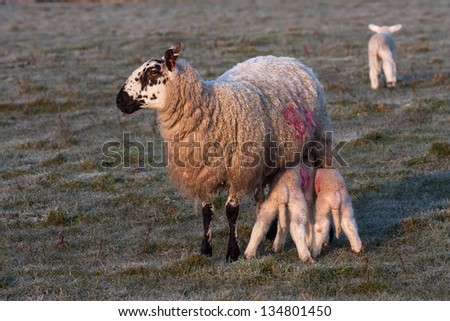 Young lambs and their mother in a field on Isle of Anglesey North Wales UK