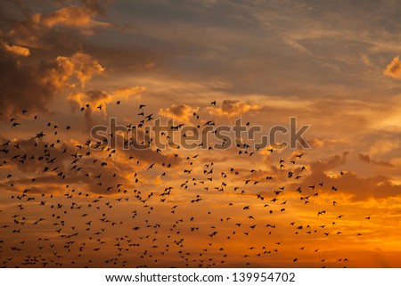 Sunset at Caernarfon Coast with lots of birds in the sky North Wales
