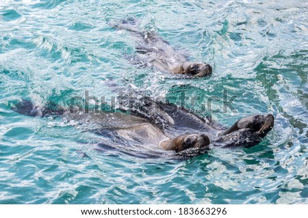 Female sea lions swimming in the water and coming up for air Caribbean