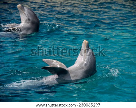 Dolphins on Curacao a tropical island in the Caribbean