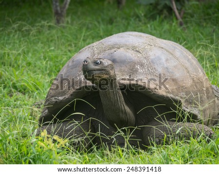 Giant Tortoise -  Santa Cruz Island Galapagos National park Ecuador