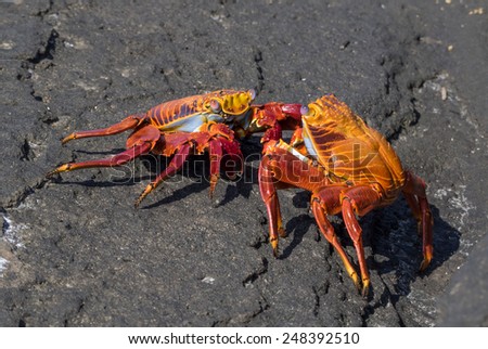 Sally light Foot Crabs Galapagos Islands National Park - Ecuador South America