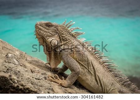 Iguana at 1000 steps diving site Views around Bonaire a small island in the Caribbean