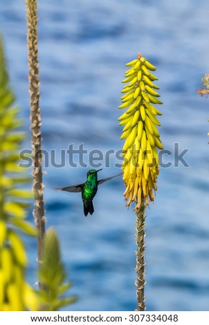 Emerald Green Humming bird Views around Curacao a small Caribbean Island in the ABC islands