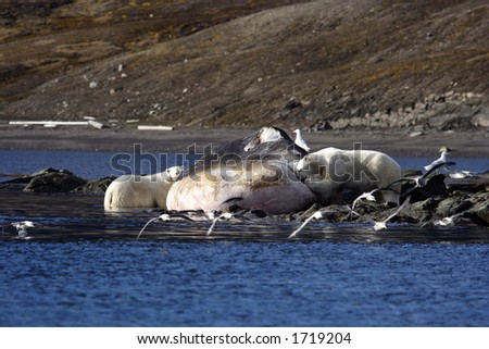 sperm whale clip art. Snow stock photos vector art