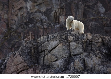 bear on rock