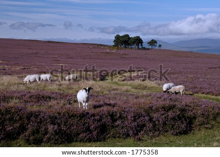 Sheep in the heather