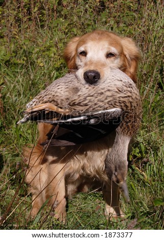 Game shoot - retriever with duck