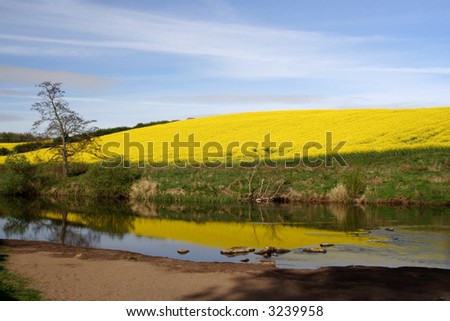 Rapeseed reflections in the River Till at Etal