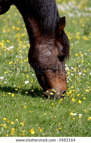 Horse feeding in a field of buttercups and daises