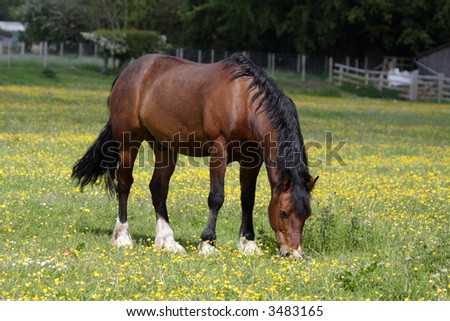 Horse feeding in a field of buttercups and daises