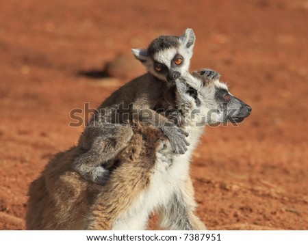 Baby ring tail lemur chewing mum\'s ear Berenty Madagascar