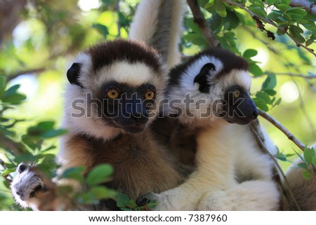Dancing Verreaux sifika lemurs at Berenty Reserve Madagascar