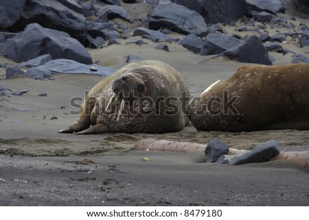 A walrus up in the Arctic Circle on Svalbard