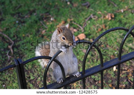 A grey squirrel in Regents Park in the centre of London city