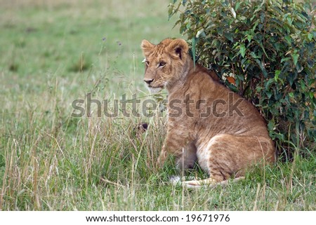 The wild animals on Safari in the Masai Mara Kenya Africa
