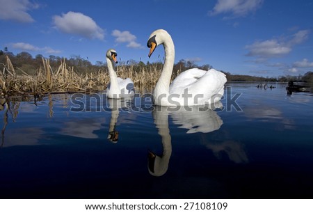 A pair of swans and bull rushes  on Bolam Lake in Northumberland UK