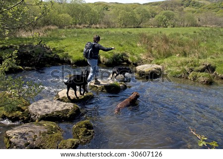Dogs and one person walk over the stepping stones in a fast flowing river