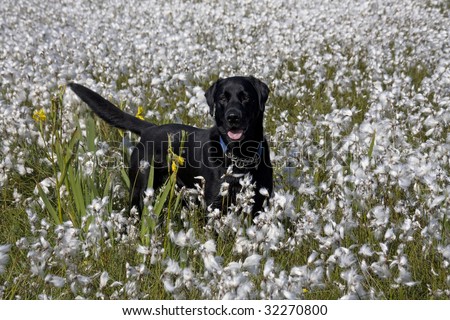 stock photo : Black Labrador Dog in the marsh and white cotton grass on Isle of Anglesey North Wales