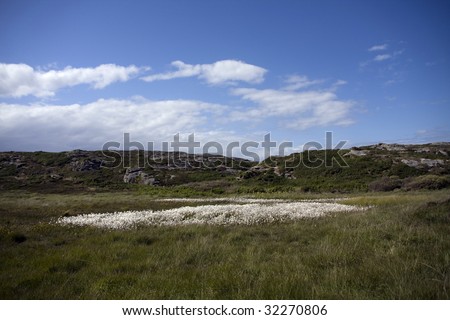 Coastal view around Anglesey and the marsh and white cotton grass on Isle of Anglesey North Wales