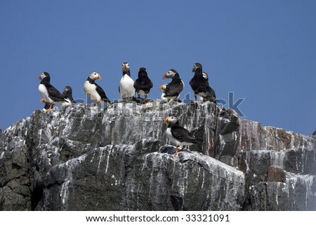View from a boat looking up to cliffs with guillemots puffins and many other birds