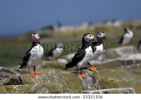 Spring time on the Farne Islands with thousands of birds nesting and breeding Northumberland UK
