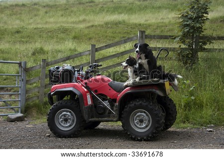 Sheep dogs guarding a quad bike in Northumberland