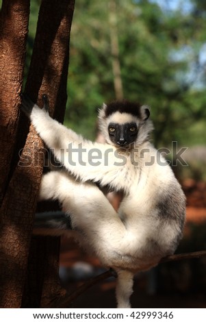 Dancing verreaux sifika lemurs at Berenty Madagascar
