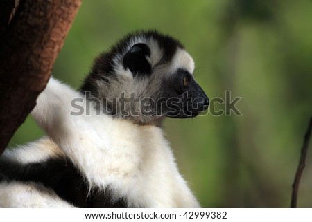 Dancing Verreaux sifika lemurs at Berenty Reserve Madagascar