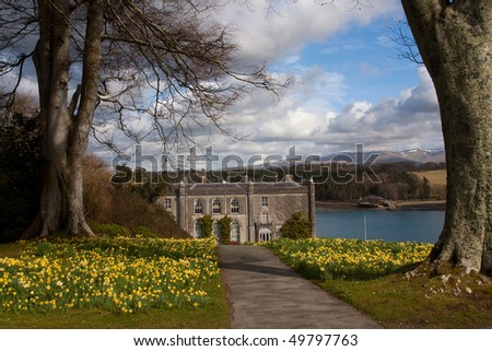 Plas Newdd daffodils a historic house situated on the Menai Straits on the Isle of Anglesey