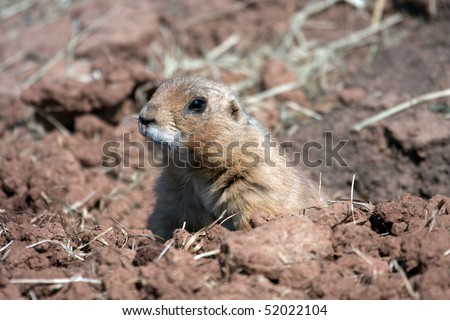 Captive Black-tailed Prairie Marmot Mammal in a zoo in England Uk